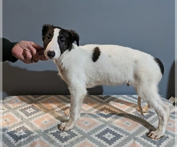Medium Photo #6 Borzoi Puppy For Sale in FULTON, NY, USA