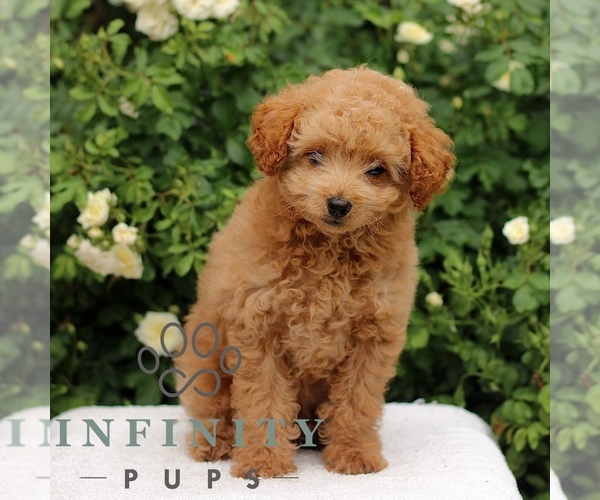 Medium Photo #5 Cavapoo Puppy For Sale in PARADISE, PA, USA
