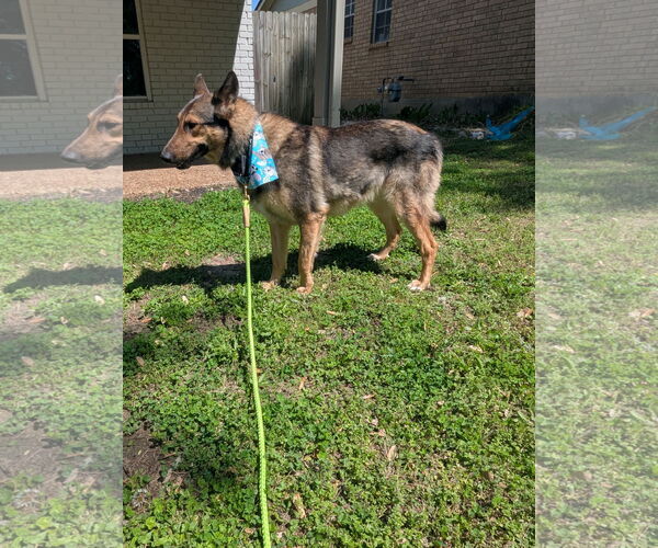 Medium Photo #10 Shollie Puppy For Sale in Munford, TN, USA