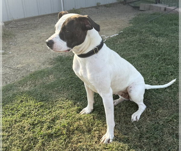 Medium Photo #3 Mutt Puppy For Sale in Evansville, IN, USA
