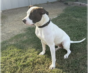 Karri - Female Mutt Dog for Adoption - Photo #3