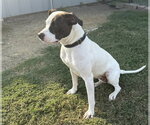 Small #2 Mutt