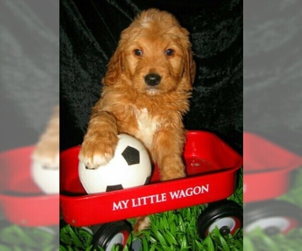 Medium Photo #2 Goldendoodle Puppy For Sale in SELINSGROVE, PA, USA