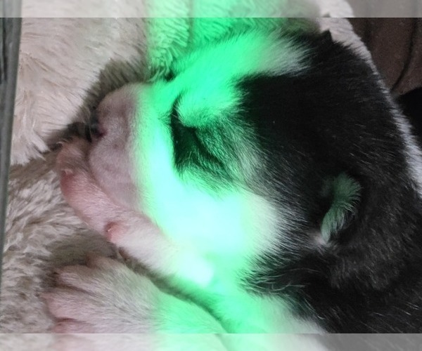 Medium Photo #112 Siberian Husky Puppy For Sale in ALTON, IL, USA