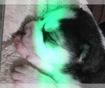 Small #37 Siberian Husky