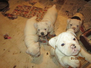 Olde English Bulldogge Puppy for sale in CHENANGO FORKS, NY, USA