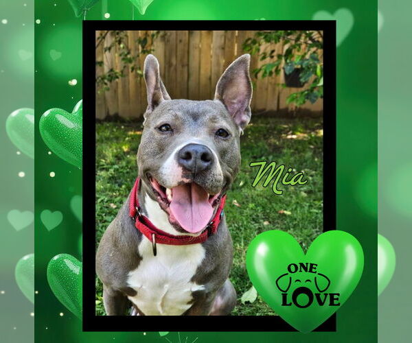 Medium Photo #32 Mutt Puppy For Sale in Mount Laurel, NJ, USA