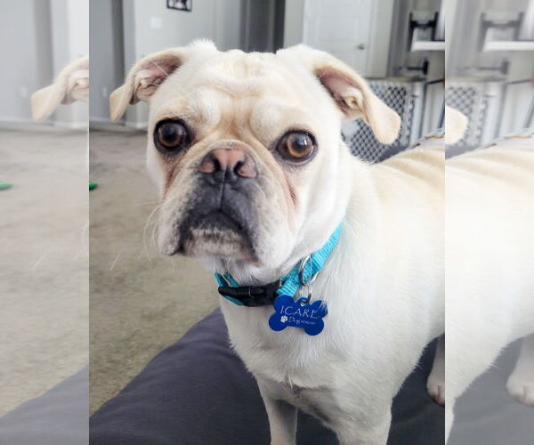 Medium Photo #3 Pug-Unknown Mix Puppy For Sale in Corona, CA, USA