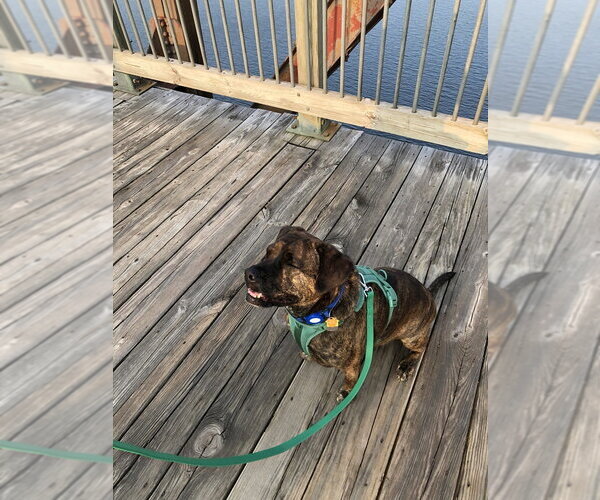 Medium Photo #4 Plott Hound-Unknown Mix Puppy For Sale in Elmsford, NY, USA