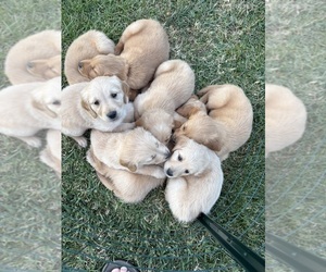 Golden Retriever Puppy for sale in JONESBOROUGH, TN, USA