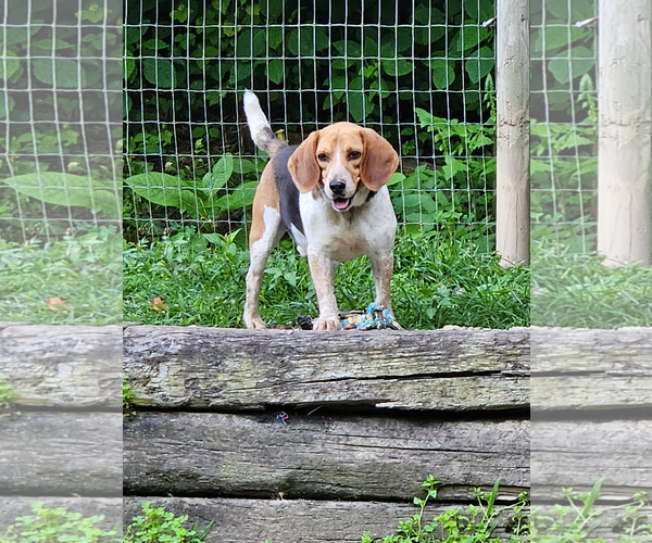 Medium Photo #3 Beagle Puppy For Sale in Woodsfield, OH, USA