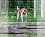 Small #2 Beagle