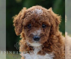 Goldendoodle (Miniature) Puppy for sale in LANCASTER, PA, USA