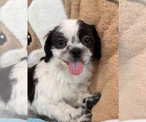 Shih Tzu Puppy for sale in PLAINFIELD, IL, USA