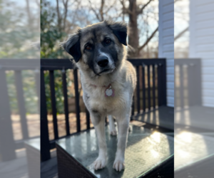 Anatolian Pyrenees Dogs for adoption in Raleigh, NC, USA