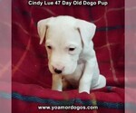 Small Photo #16 Dogo Argentino Puppy For Sale in PINEVILLE, MO, USA