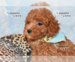 Small Photo #18 Poodle (Toy) Puppy For Sale in SANGER, TX, USA