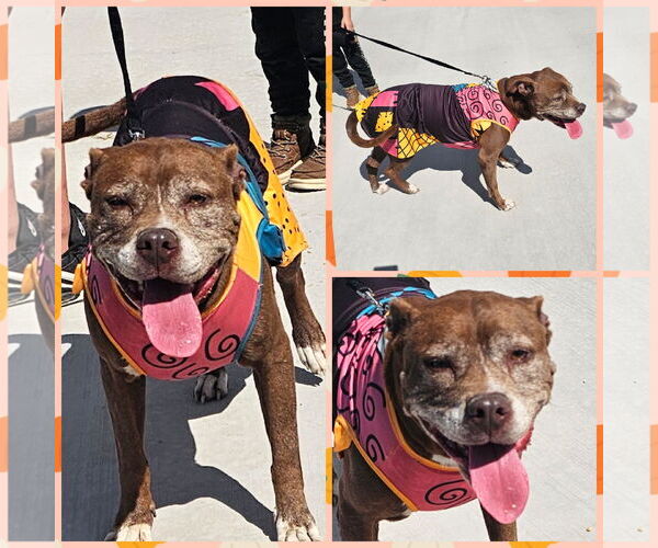 Medium Photo #3 Mutt Puppy For Sale in Blacksburg, SC, USA