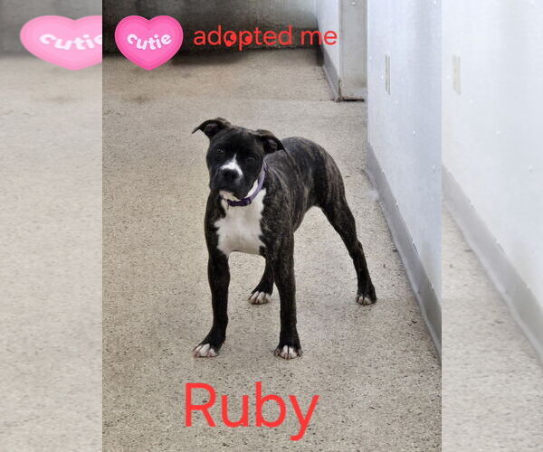 Medium Photo #1 Boxer-Unknown Mix Puppy For Sale in Maquoketa, IA, USA