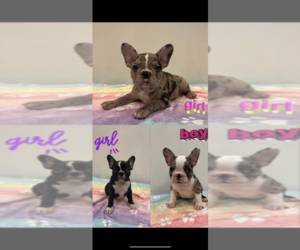 French Bulldog Puppy for sale in SAN FRANCISCO, CA, USA