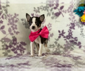 Chihuahua Puppy for sale in LANCASTER, PA, USA