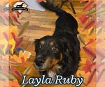 Small #4 Dachshund Mix