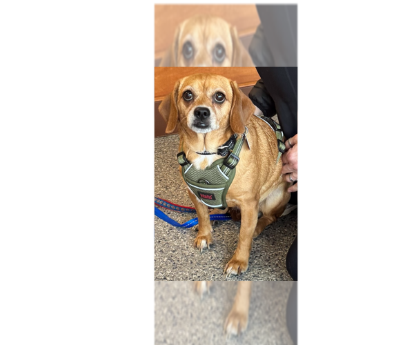 Medium Photo #1 Cheagle Puppy For Sale in Greenbelt, MD, USA