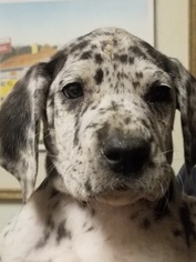 Great Dane Puppy for sale in CLAYTON, NC, USA