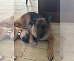 Small #3 German Shepherd Dog