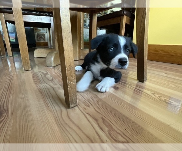Medium Photo #7 Border Collie Puppy For Sale in KANSAS CITY, MO, USA