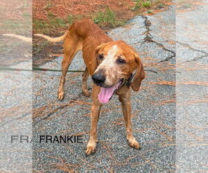 Mutt Dogs for adoption in Shillington, PA, USA