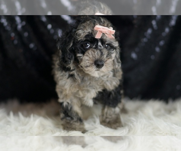 Medium Photo #3 Goldendoodle (Miniature) Puppy For Sale in WARSAW, IN, USA