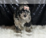 Small #2 Goldendoodle (Miniature)