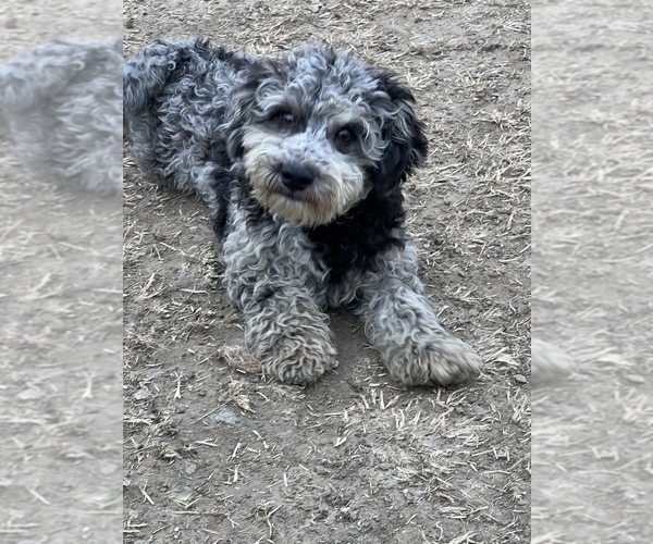Medium Photo #1 Poodle (Miniature) Puppy For Sale in LANCASTER, MO, USA