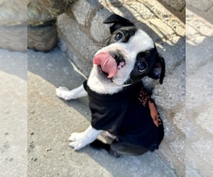 Boston Terrier Puppy for sale in WASHBURN, MO, USA