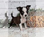 Small #17 Chihuahua