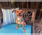 Small #2 Chihuahua Mix