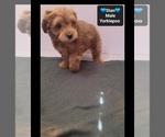 Stan - Male Yorkipoo Puppy for Sale - Photo #3