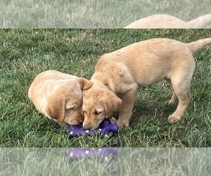 Labrador Retriever Litter for sale in NEWVILLE, PA, USA