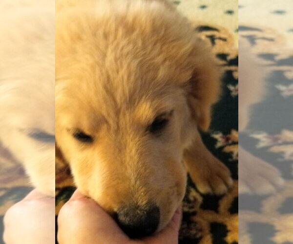 Medium Photo #6 Golden Retriever-Unknown Mix Puppy For Sale in HOPKINSVILLE/PRINCETON, KY, NH, USA