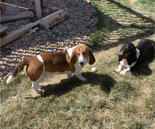 Medium Photo #1 Basset Hound Puppy For Sale in MARTINSVILLE, VA, USA