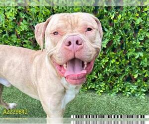 American Pit Bull Terrier Dogs for adoption in West Palm Beach, FL, USA