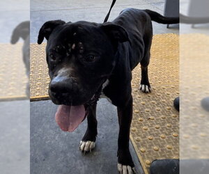 Mutt Dogs for adoption in Bakersfield, CA, USA
