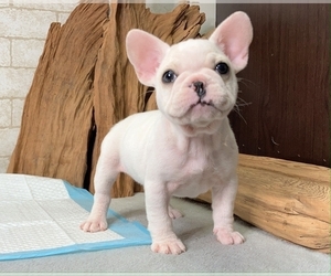 French Bulldog Puppy for sale in CHICAGO, IL, USA