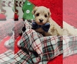 Small Photo #2 Maltipoo (Miniature) Puppy For Sale in SAN ANTONIO, TX, USA