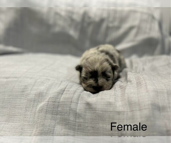 Medium Photo #1 Chow Chow Puppy For Sale in ARLINGTON, TX, USA