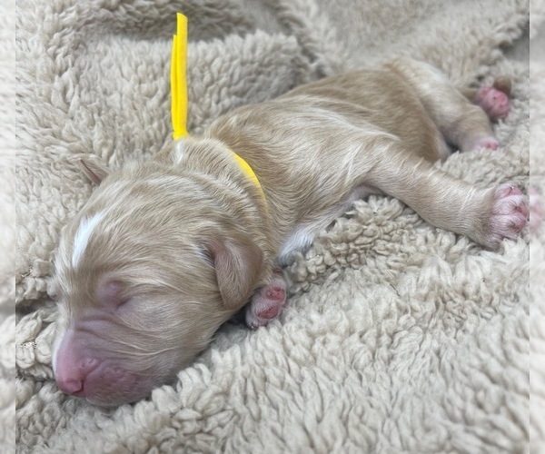 Medium Photo #38 Goldendoodle Puppy For Sale in PIERSON, FL, USA
