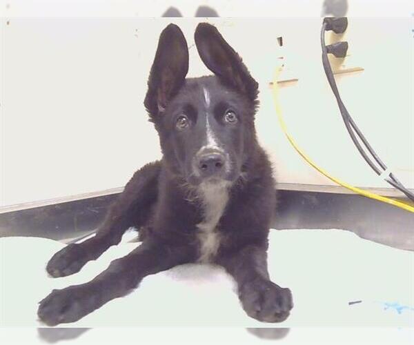 Medium Photo #1 German Shepherd Dog-Unknown Mix Puppy For Sale in Sacramento, CA, USA