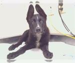 *RANDY - Male German Shepherd Dog-Unknown Mix Dog for Adoption - Small photo