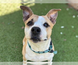 American Pit Bull Terrier-Unknown Mix Dogs for adoption in Ocala, FL, USA